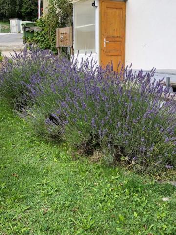 Ferienwohnung Nid d'abeilles Tramelan Exterior foto
